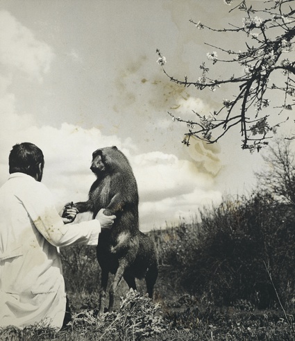 Centaurus Neandertalensis from the Fauna series by Joan Fontcuberta and Pere Formiguera, 1987 ∏ Joan Fontcuberta and Pere Formiguera.jpg