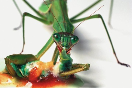 0-Praying-Mantis-Eating-a-Caterpillar.jpg
