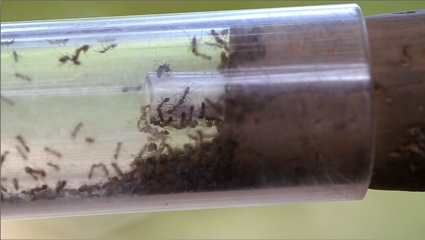 0aCollecting ants.png.0x675.0csdleioaepcik9jrj41coprleah5mi.jpg