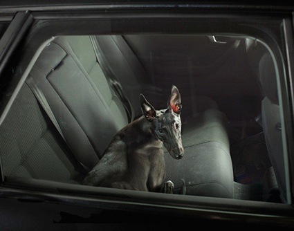 0martin-usborne-the-silence-of-dogs-in-cars-02.jpg
