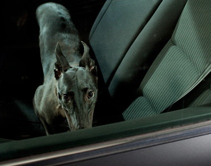 0martin-usborne-the-silence-of-dogs-in-cars-10.jpg