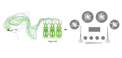 0schemaalgae-opera.jpg