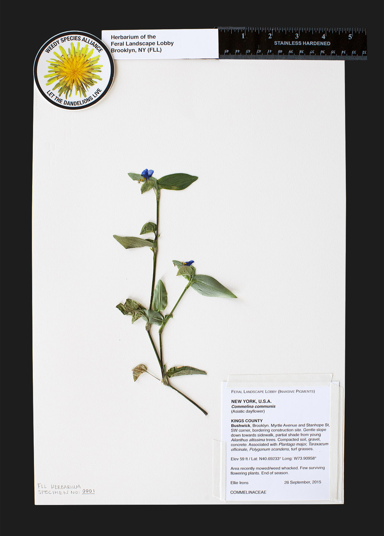 FLL-back-1-dayflower