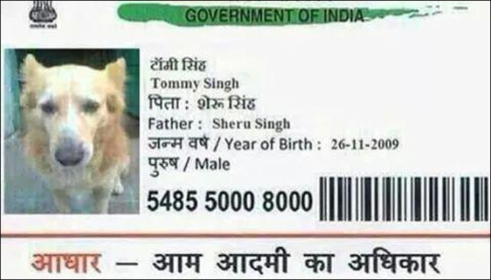 376144-aadharcarddog