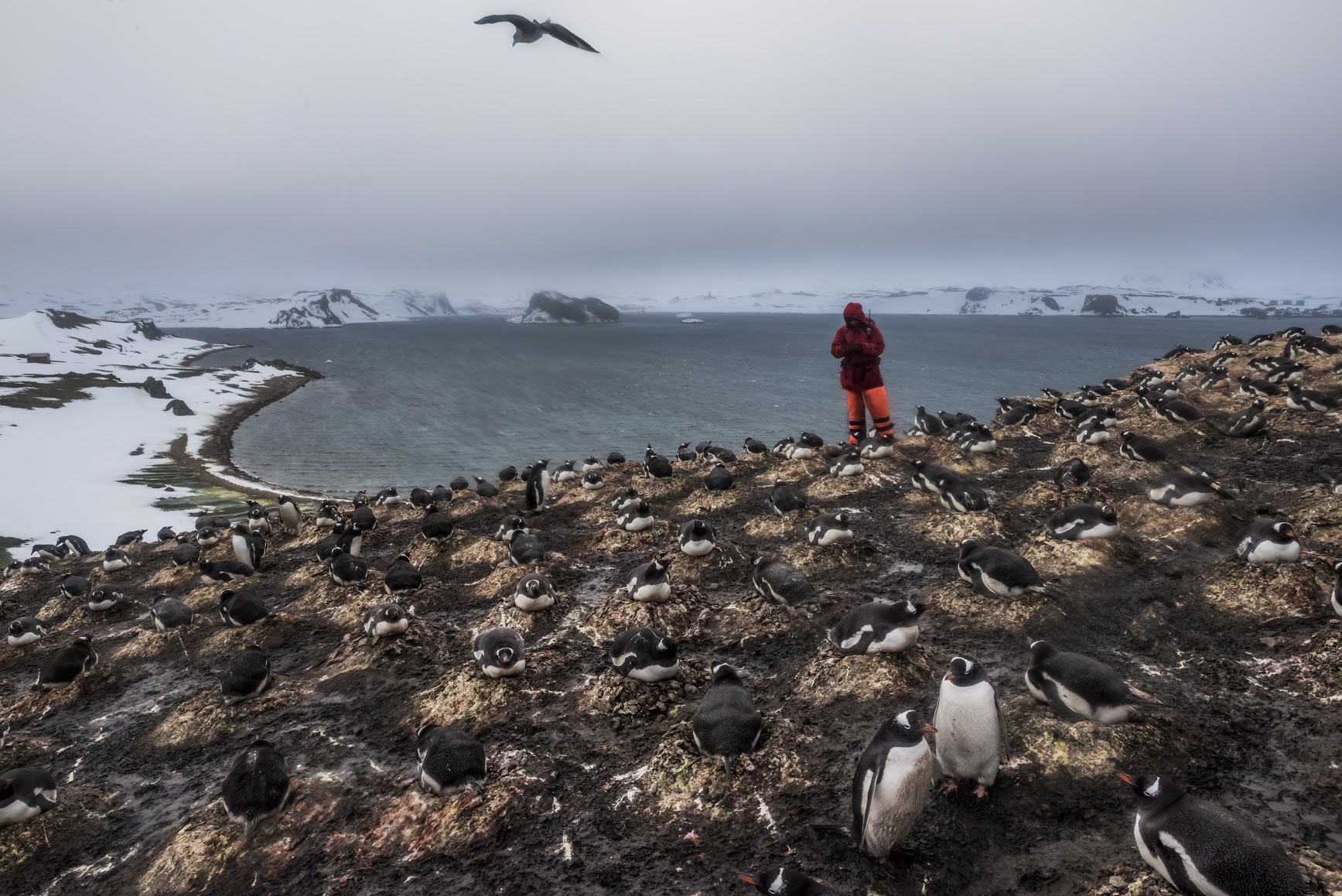 6. ANTARCTICA - DECEMBER 07, 2015: A Member of a German research team from the Friedrich Schiller University Jena, counts the number of penguin species and pairs as part of ongoing research on bird and penguin species in Antarctica, on 7th of December, 2015 on Ardley Island in the Fildes Peninsula on King George Island, Antarctica. Yardley Island has been designated an Antarctic Specially Protected Area (ASPA 150) because of the importance of its seabird and penguin colonies. More than a century has passed since explorers raced to plant their flags at the bottom of the world. But today, an array of countries are rushing to assert greater influence in Antarctica. Russia built the continent’s first Orthodox church, pictured here, on a glacier-filled island with fjords and elephant seals. Less than an hour away by snowmobile, Chinese labourers have updated the Great Wall Station, a linchpin in China’s plan to operate 5 bases on Antarctica. And India’s futuristic new Bharathi base resembles a spaceship. The continent is supposed to be protected as a scientific preserve for decades to come, but many are looking toward the day those protective treaties expire — and exploring the strategic and commercial opportunities that exist right now.