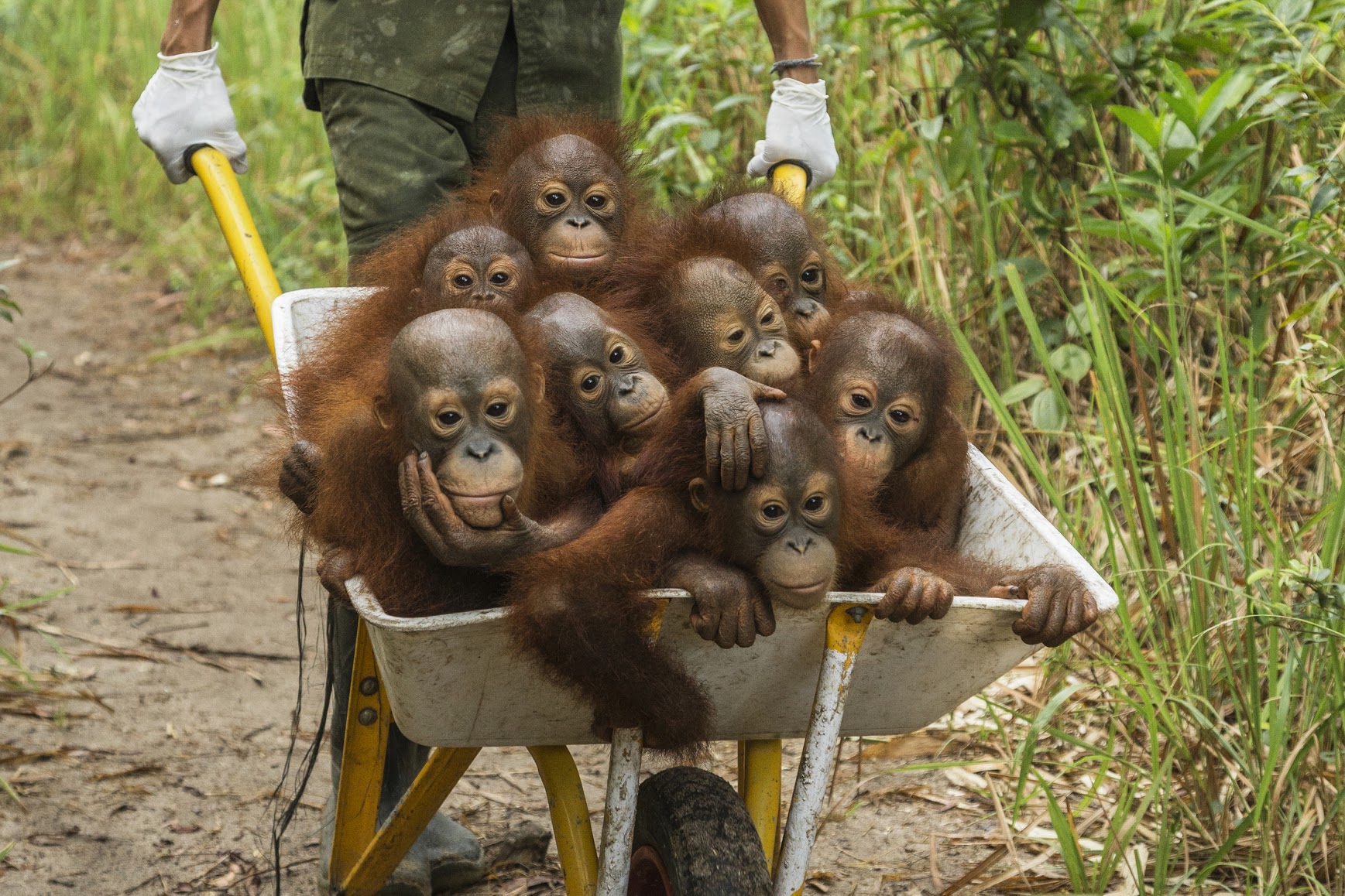 A keeper at IAR transports a group of juvenile orangutans by wheelbarrow to a patch of forest where they will learn skills for the wild International Animal Rescue (IAR)KetapangWest Kalimantan ProvinceIsland of BorneoIndonesia