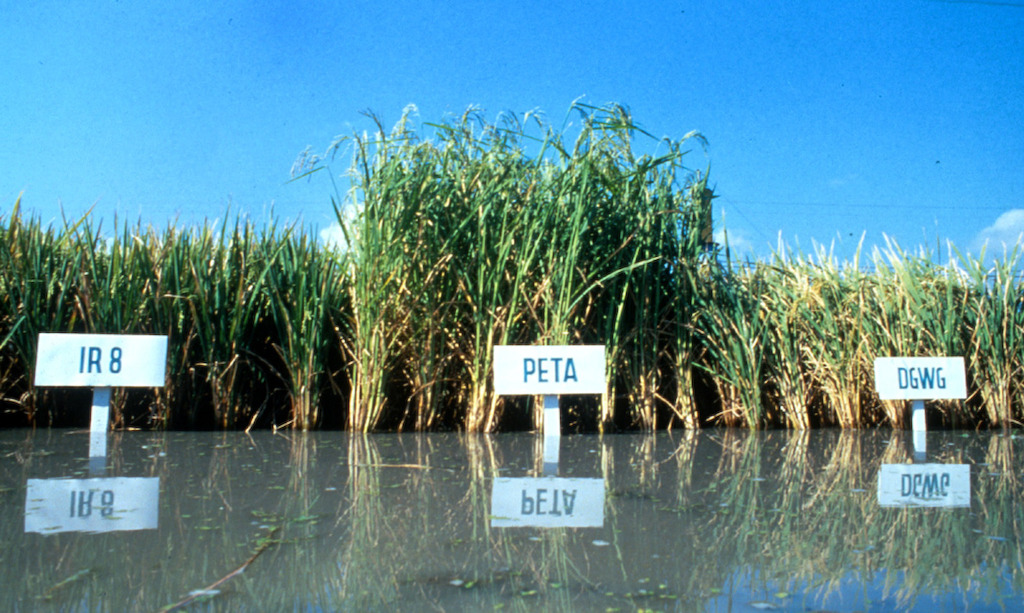 Rice Today Vol.5 No.4 page 38 Breeding history.part of the image collection of the  International Rice Research Institute (IRRI).