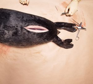 Paula Humberg: making visible the unseen victims of climate change